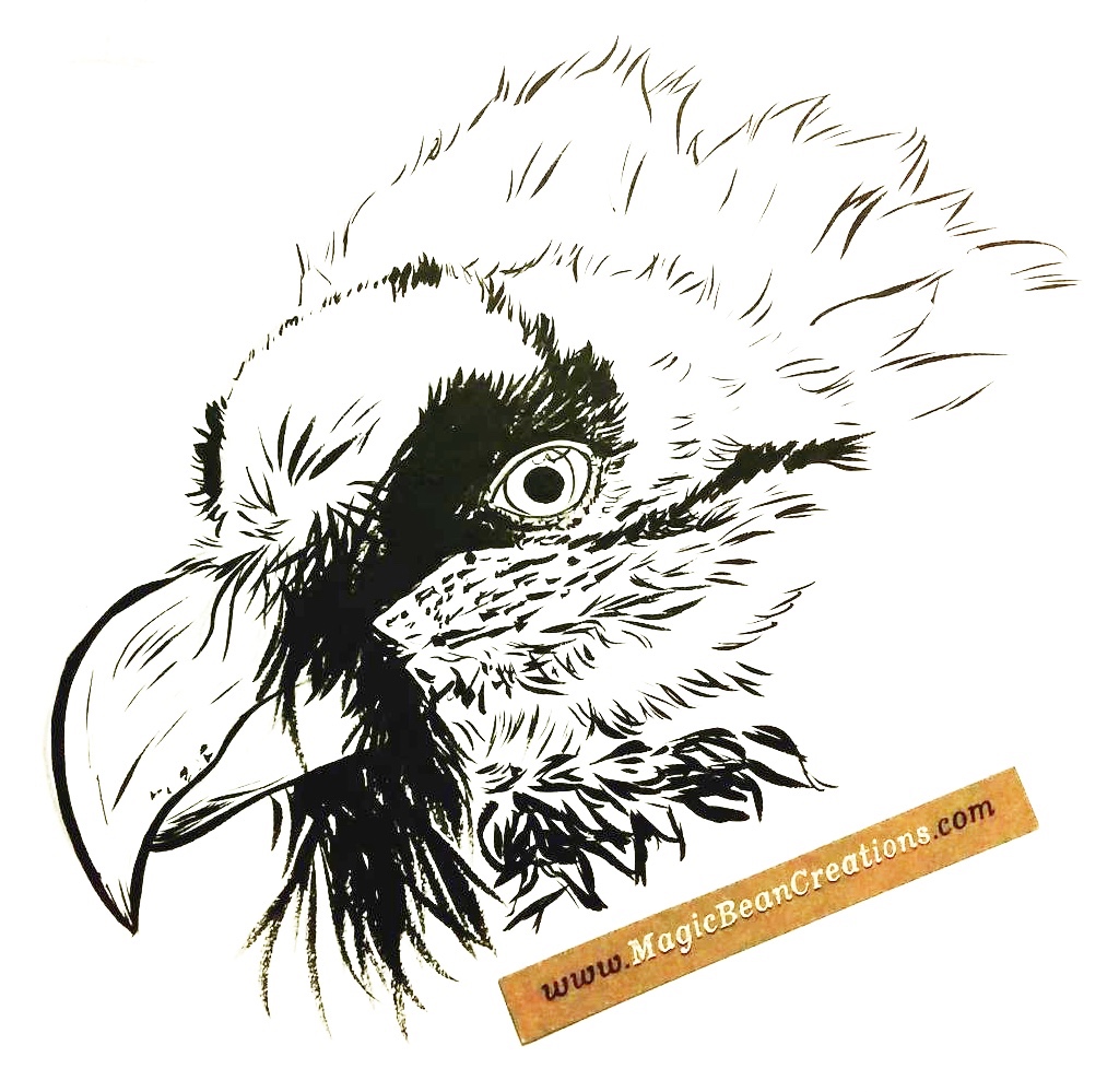 A brush pen sketch of a bearded vulture head.