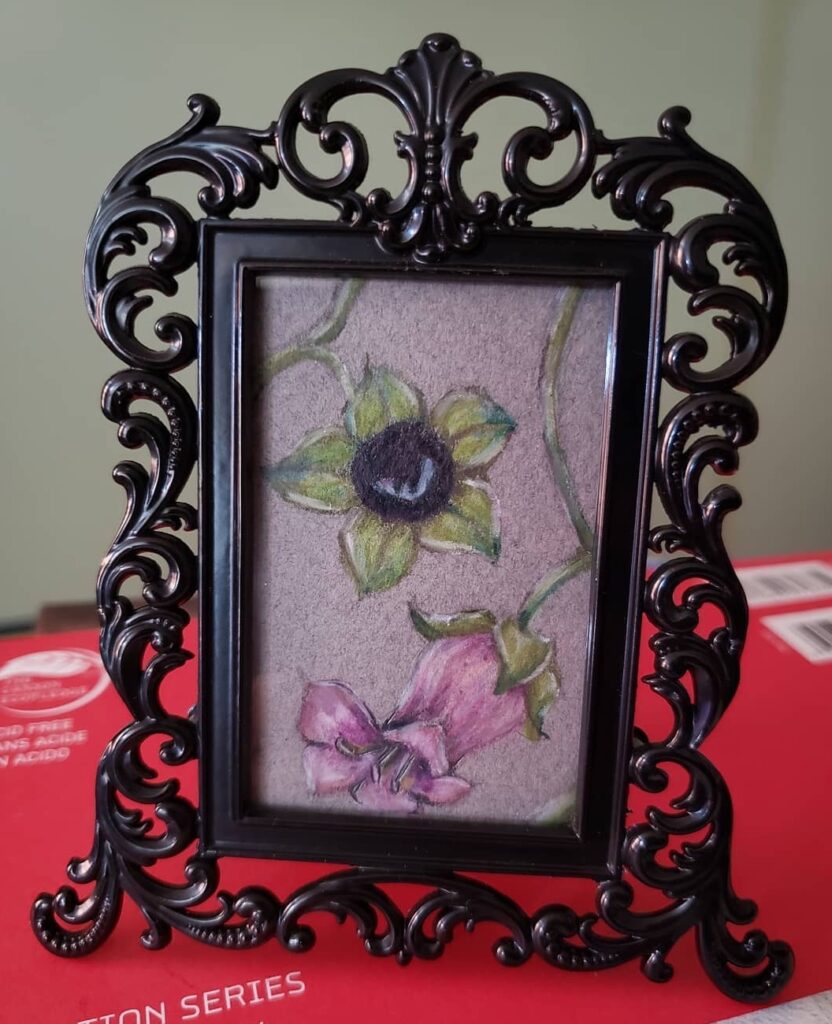 Belladonna mini illustrated in colour pencil
