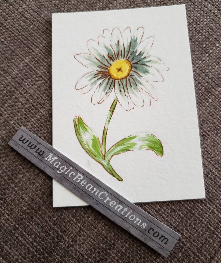 Chamomile mini watercolour illustration