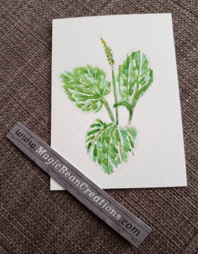 Broadleaf plantain watercolour mini illustration