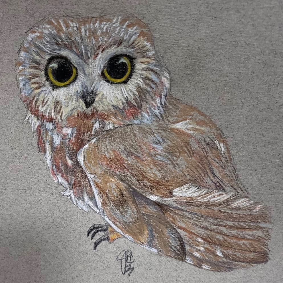 Sawwhet Owl illustrated in colour pencil