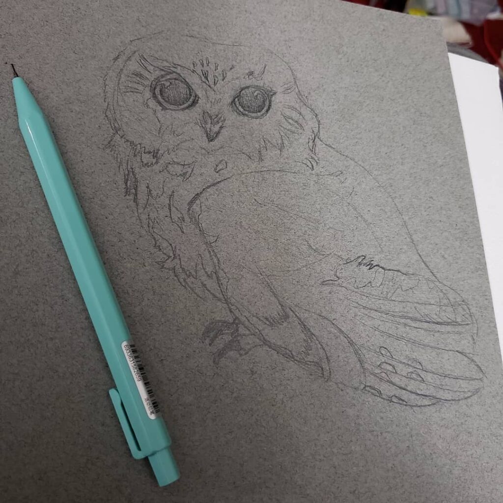 A pencil drawing of a Sawwhet Owl later to be rendered in colour pencil.