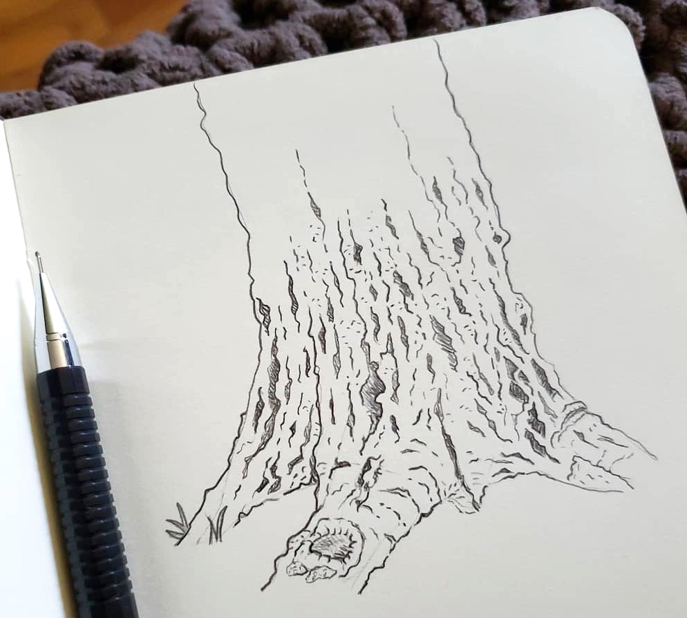 Tree trunk plein air sketch in pencil