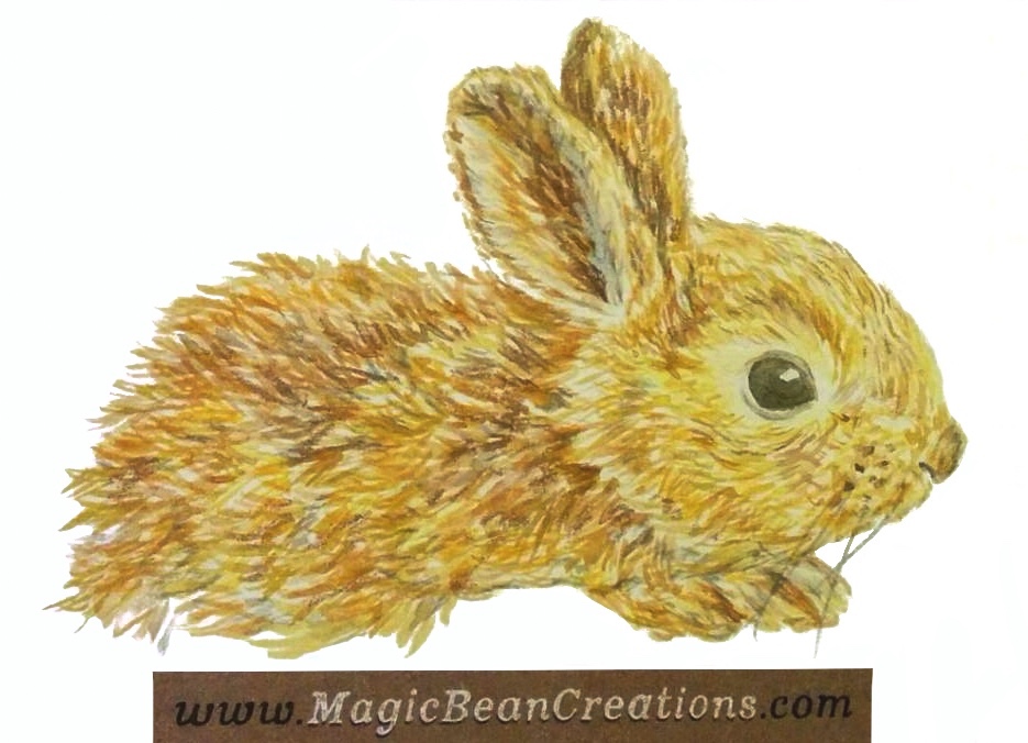 Bunny study illustrated in watercolour